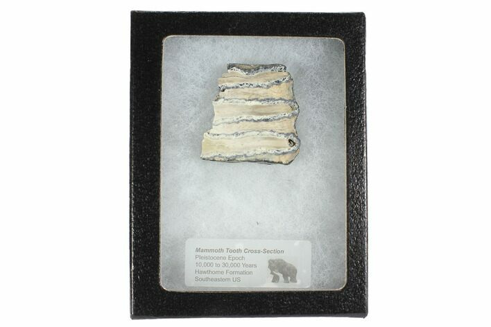 Mammoth Molar Slice With Case - South Carolina #99509